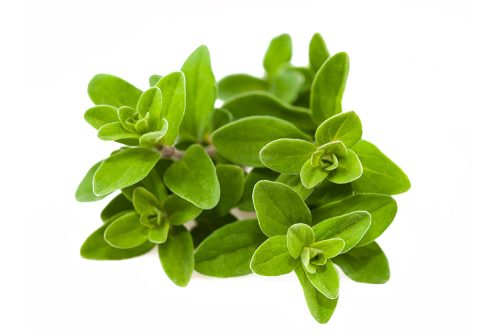 מארז אורגנו