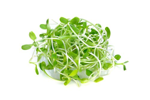 מארז נבטי חמניה