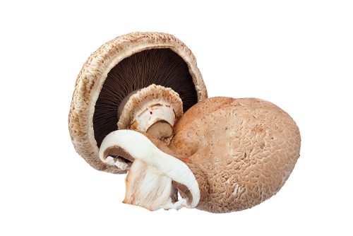 פטריות פורטבלה